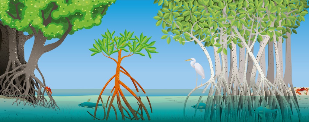 M comme... Mangrove