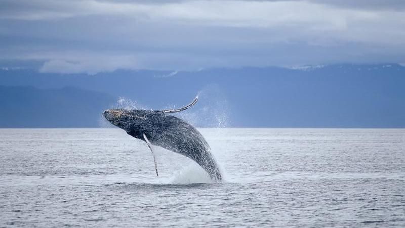 Les baleines