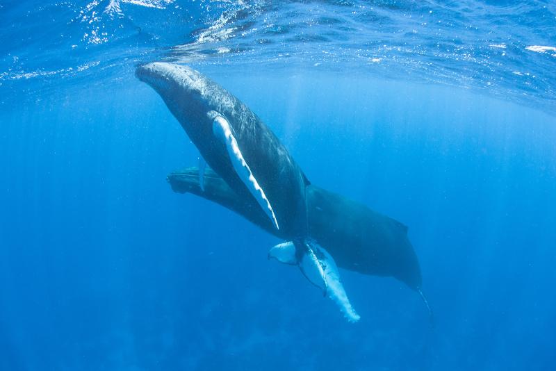 baleine 2